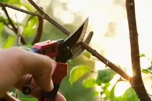 Serviciu toaletare arbori Verdara