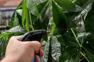 Serviciu îngrijirea plantelor Verdara