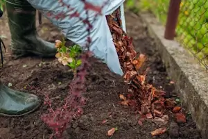 Serviciu mulcire preventivă Verdara