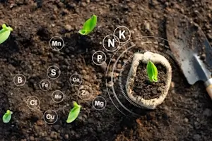Serviciu fertilizare Verdara
