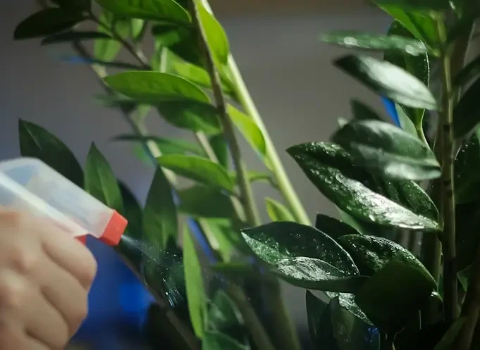 Diferențiatorii Verdara pentru plante de birou