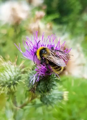 Promovarea biodiversității