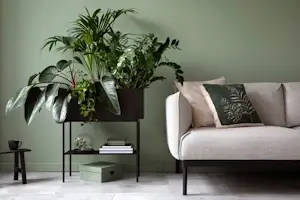 Consultanță și design biofilic Verdara pentru plante de interior
