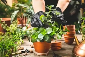 Selecție și instalare profesională plante în ghivece Lechuza by Verdara