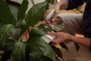 Mentenanță plante Lechuza și pereți verzi Verdara