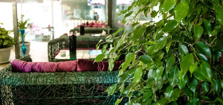 Design interior cu plante – servicii profesionale Verdara pentru birouri și spații comerciale