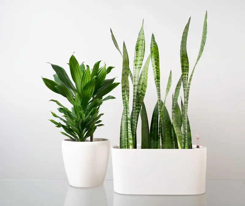 Diferențiatori Verdara plante interior