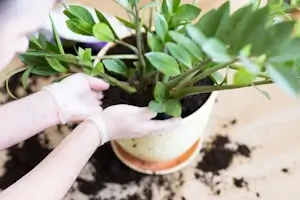 Serviciu înlocuire plante Verdara
