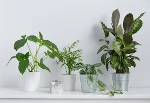 Consultanță plante interior Verdara