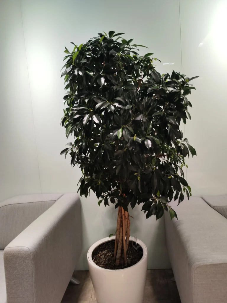 Ficus benjamina decorativ, cu aspect sănătos, întreținut profesional într-un spațiu de birou de către Verdara Solutions.