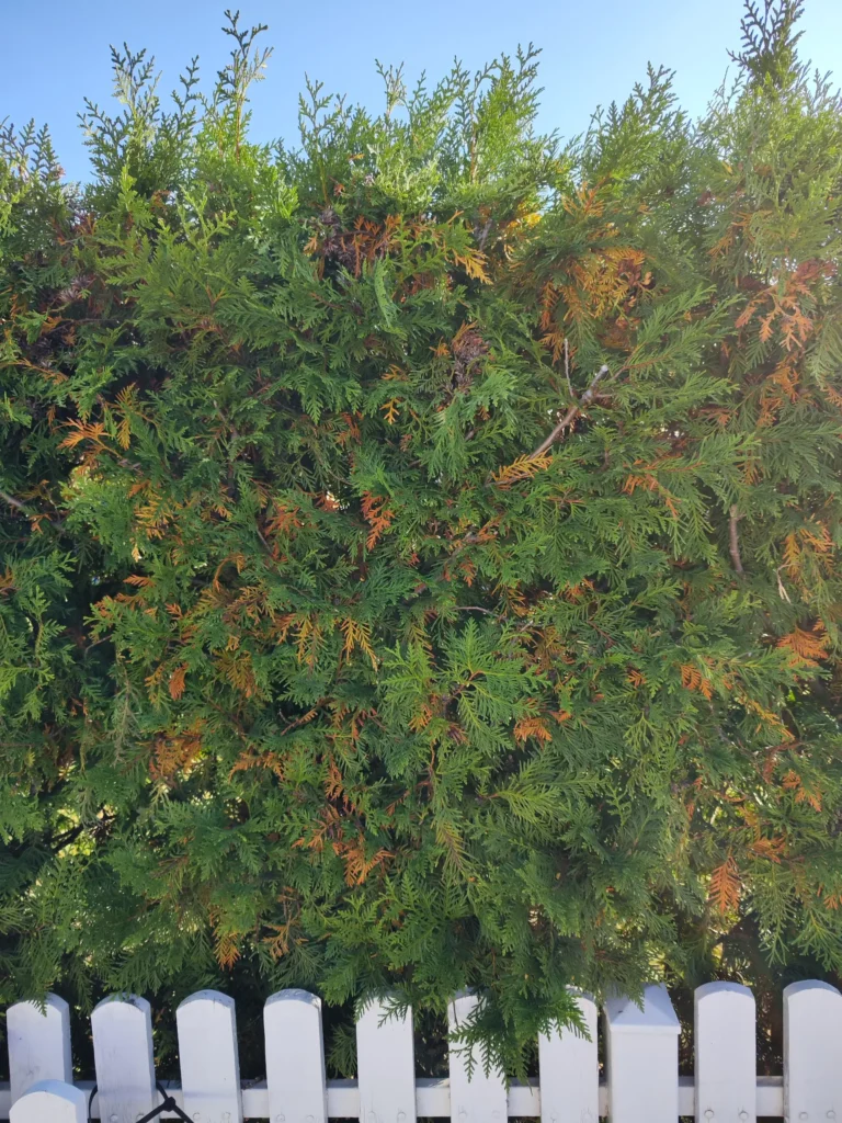 Gard viu Thuja cu frunze uscate înainte de intervenție