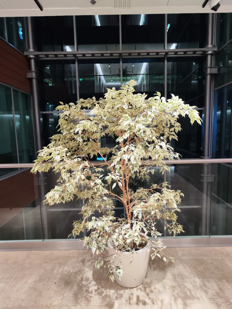 Ficus benjamina variegat decorativ la intrarea într-o clădire de birour