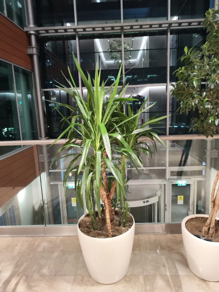 Combinație de plante de interior Yucca și Ficus într-un spațiu de birou modern, întreținute de Verdara Solutions.