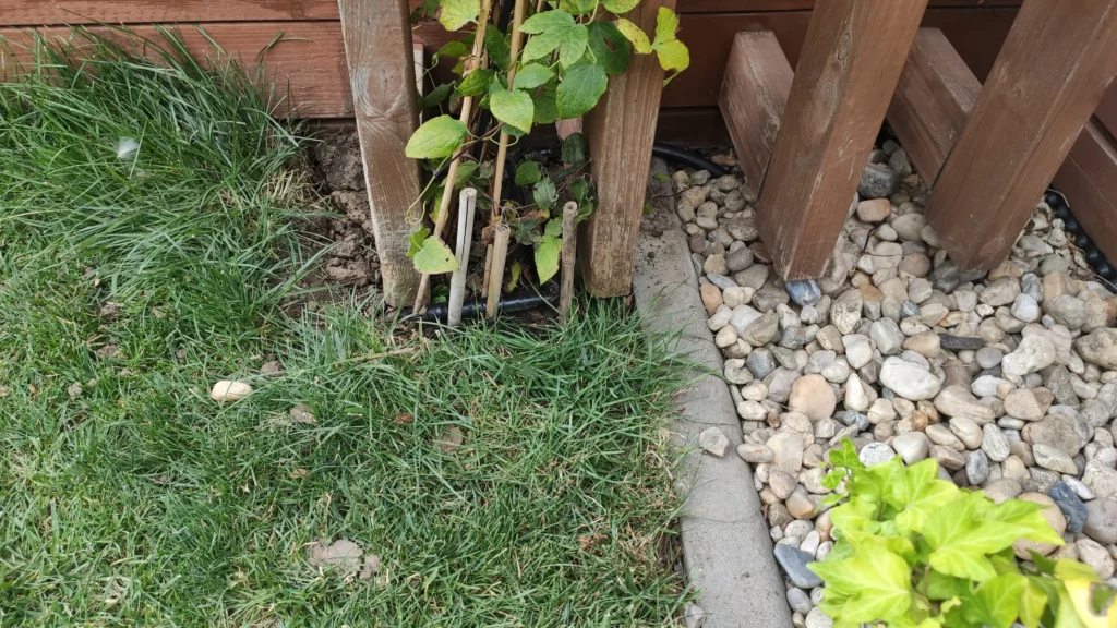 Sistem irigare prin picurare pentru plante cățărătoare