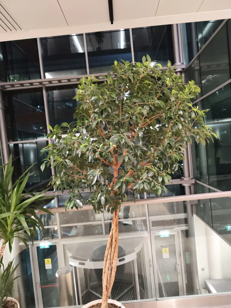 Ficus decorativ la intrarea într-o clădire de birouri.