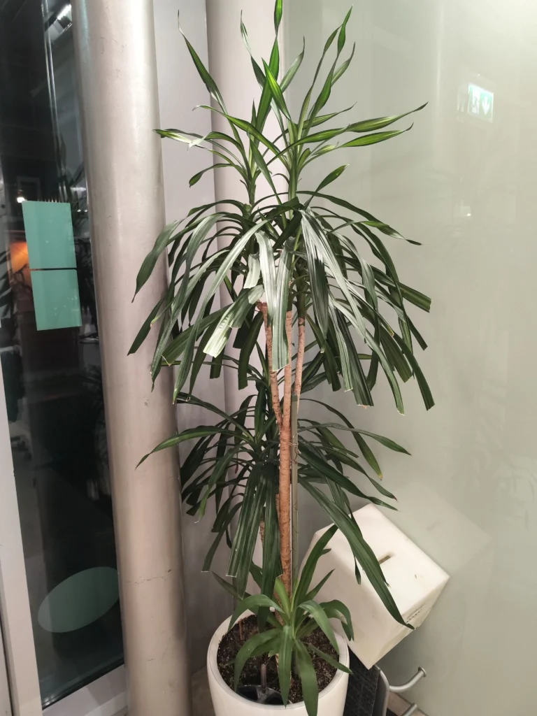 Dracaena de interior, înaltă și elegantă, în ghiveci alb, menținută în condiții optime într-o clădire de birouri.