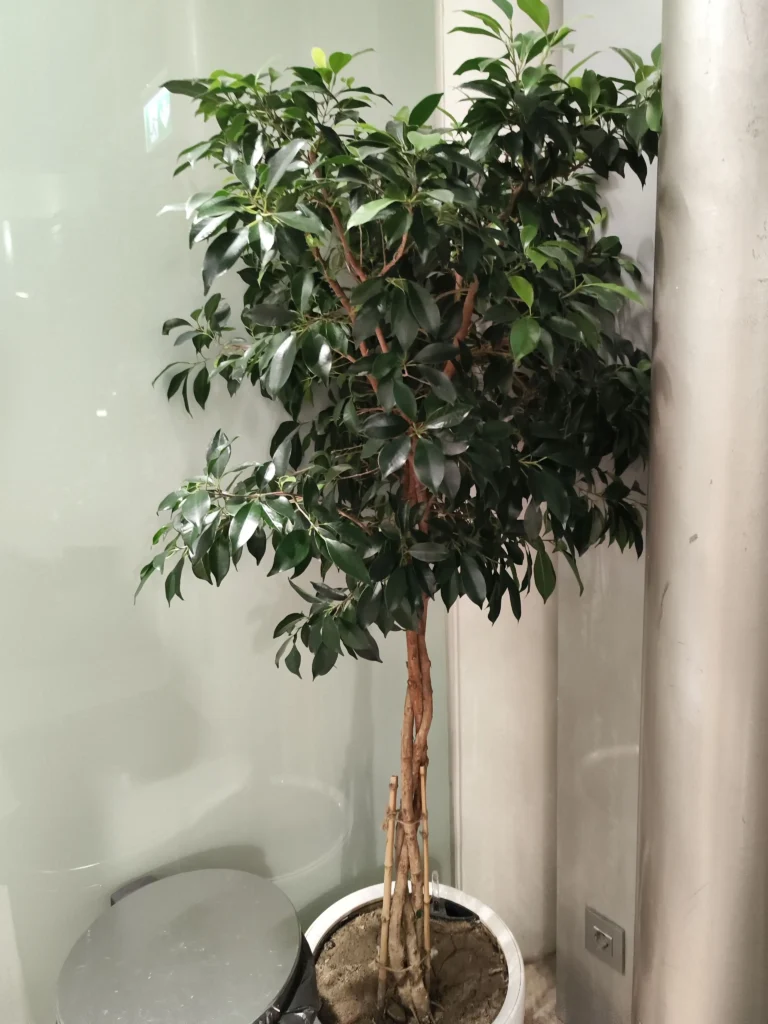 Exemplar de Ficus benjamina de interior, bine îngrijit, parte a unui proiect de mentenanță plante de birou Verdara Solutions.