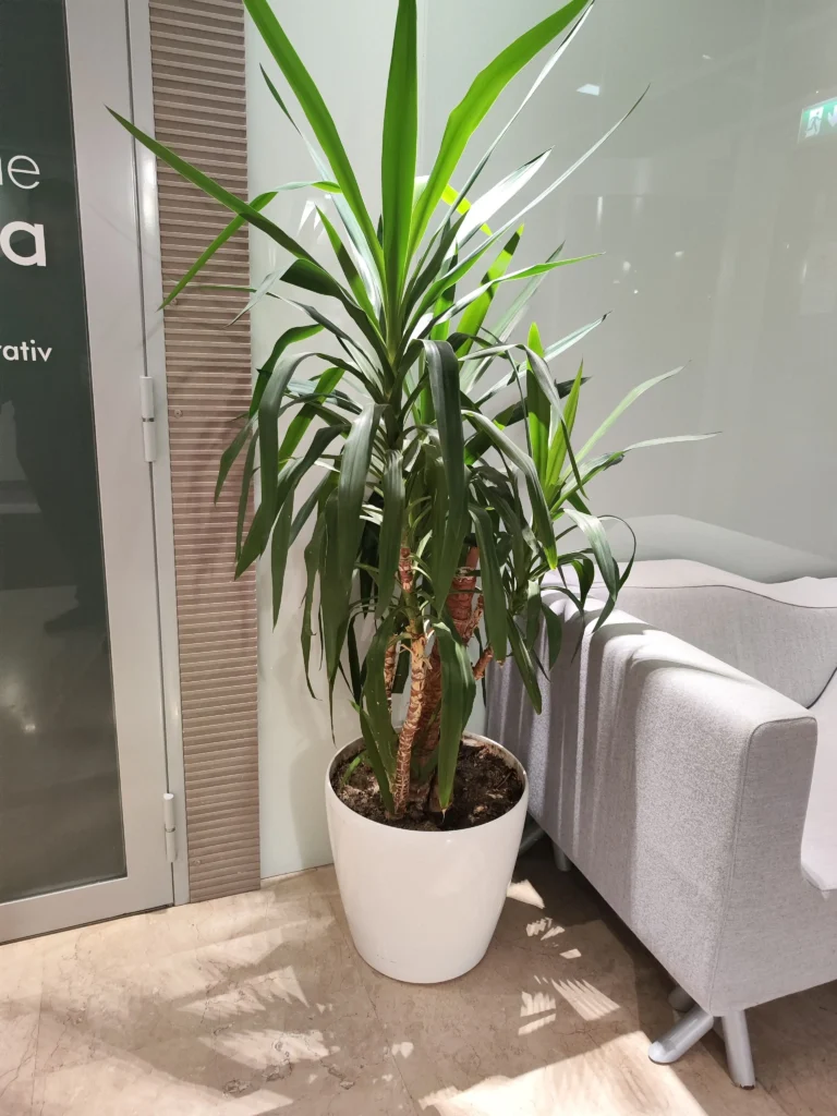 Yucca de interior ca element decorativ într-o zonă de lounge de birou.