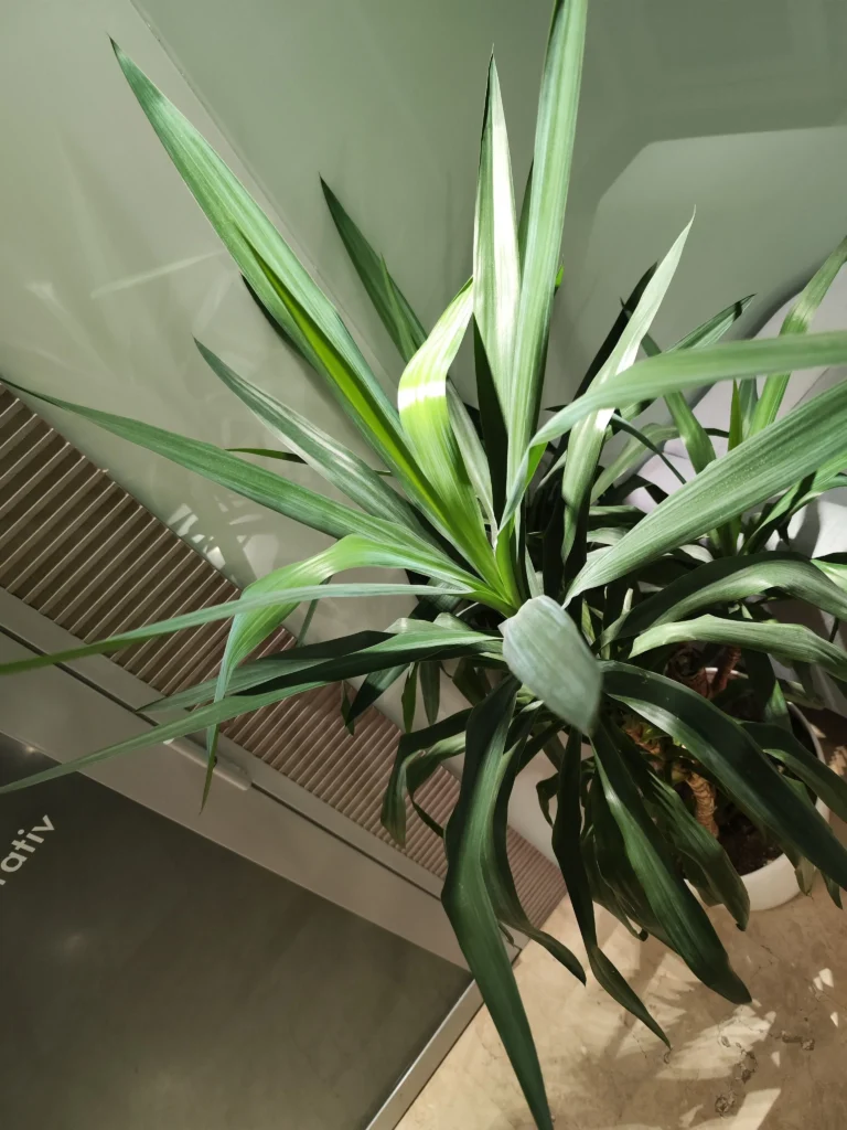 Coroana unei plante Yucca de interior, cu frunze sănătoase,.