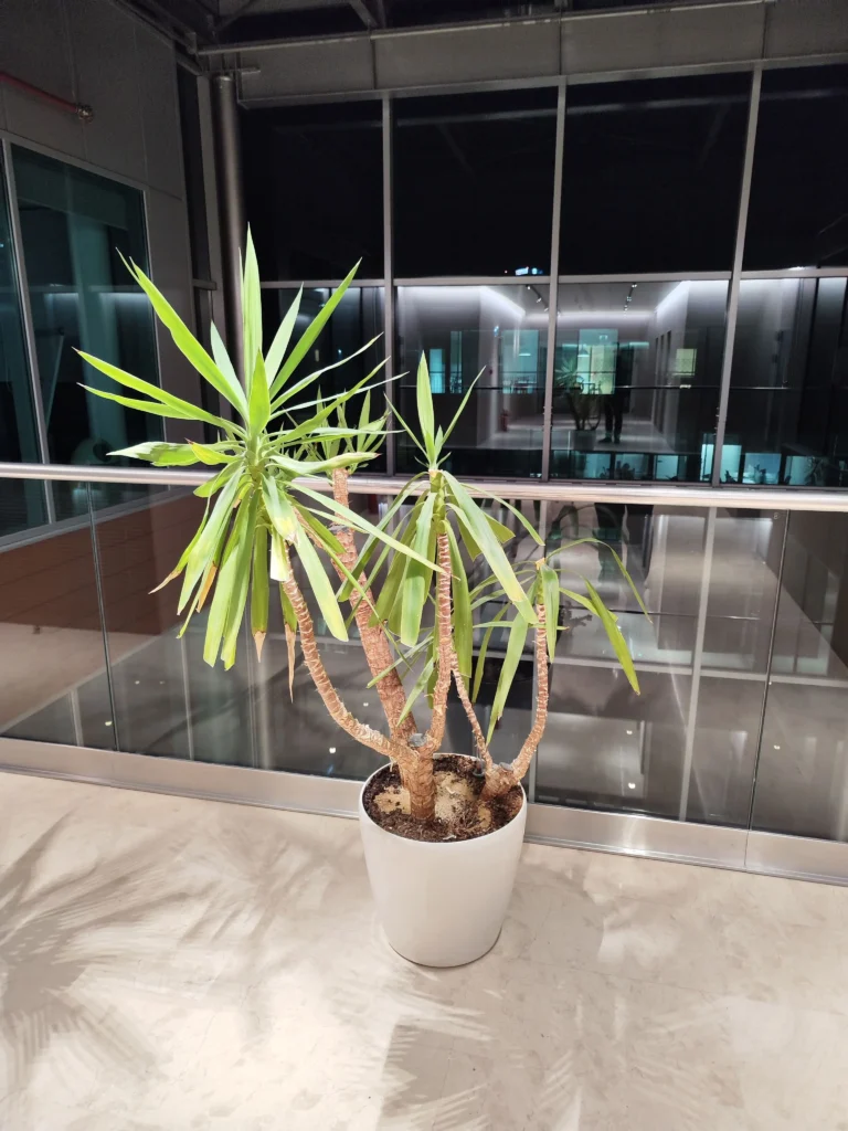 Yucca de interior necesitând toaletare.