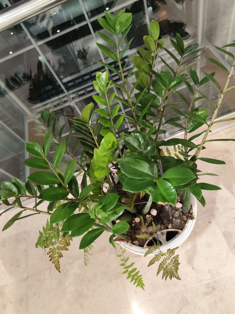 Zamioculcas de interior, cu plante companion (ferigi), întreținută de Verdara Solutions.