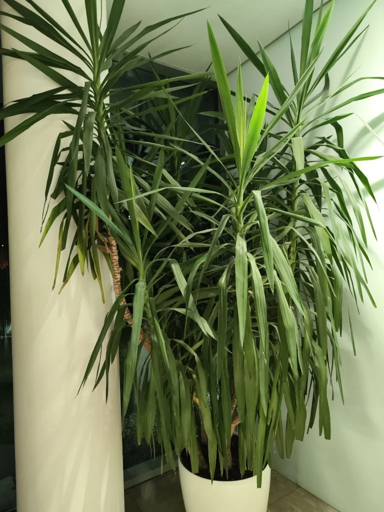 Yucca de interior de dimensiuni mari, bine dezvoltată și îngrijită.