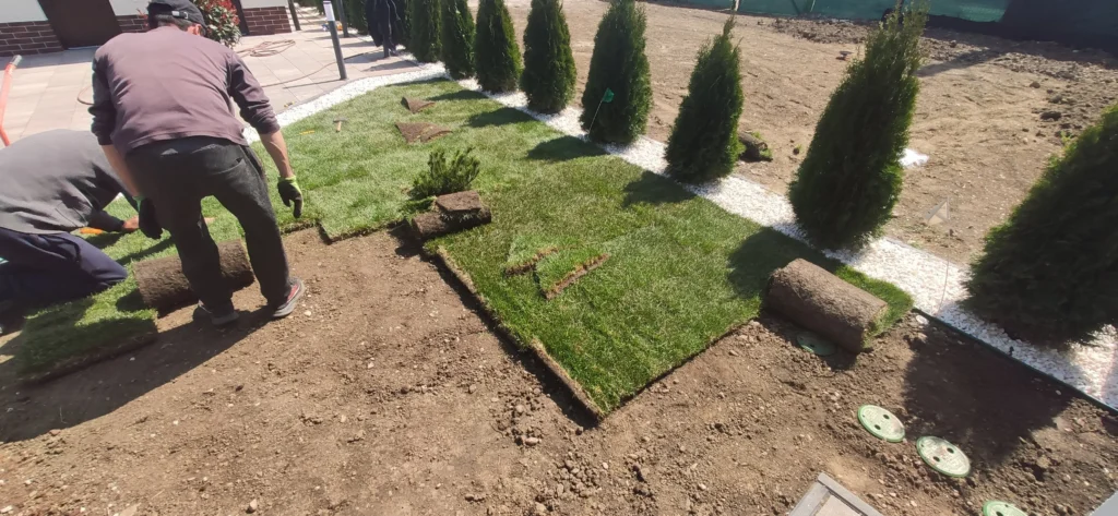 Muncitori instalând gazon rulou într-o grădină rezidențială