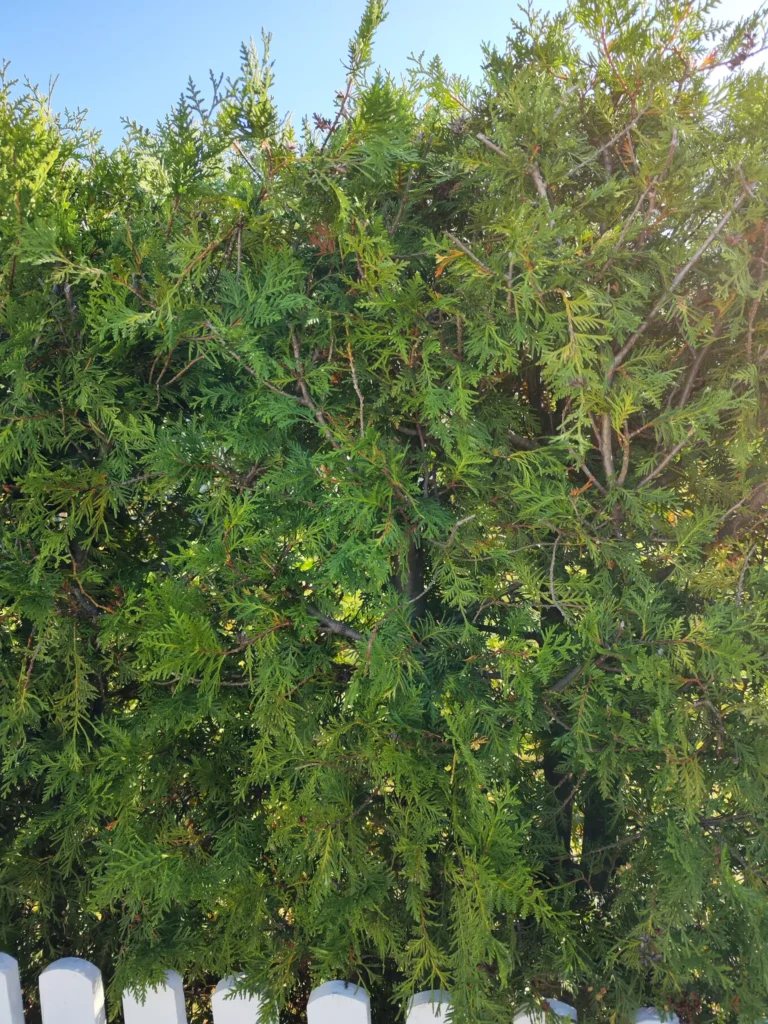 Detaliu gard viu Thuja după curățare