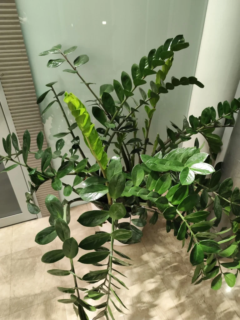 Zamioculcas zamiifolia de interior, prezentând creștere nouă, semn al unei bune îngrijiri,