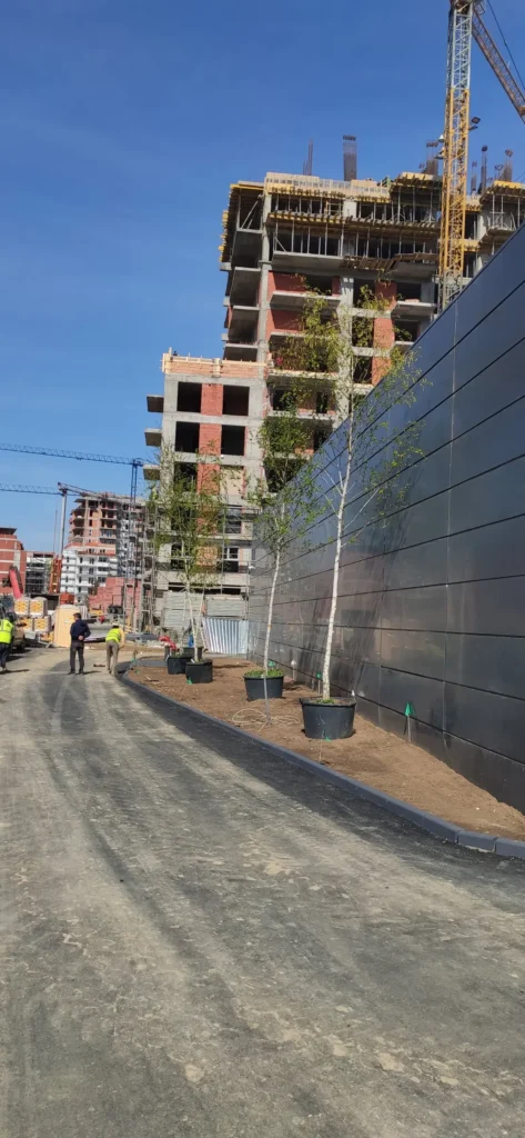 Mesteceni în containere, pregătiți pentru plantare proiect peisagistic Verdara