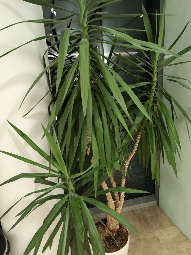 Plantă Yucca decorativă, cu aspect viguros, potrivită pentru spații de birouri.