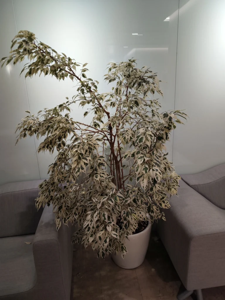 Ficus benjamina variegat decorativ, întreținut corespunzător într-un spațiu de birou.