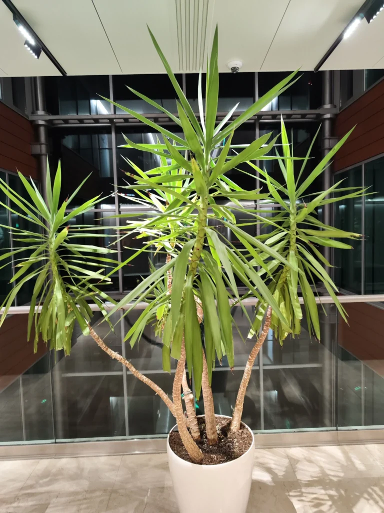 Yucca de interior într-un atrium de clădire de birouri, menținută sănătoasă.