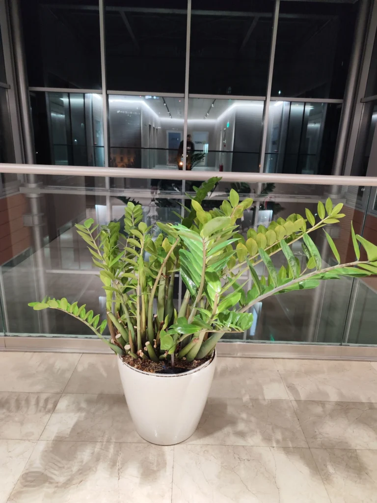 Plantă Zamioculcas decorativă și rezistentă, ideală pentru birouri,