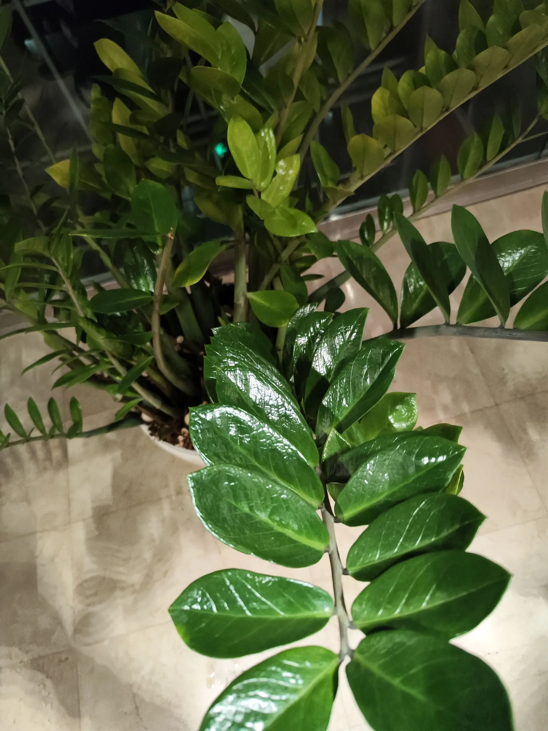 Prim-plan frunze Zamioculcas sănătoase și lucioase, indicând o bună îngrijire a plantei de interior, proiect mentenanță Verdara Solutions.