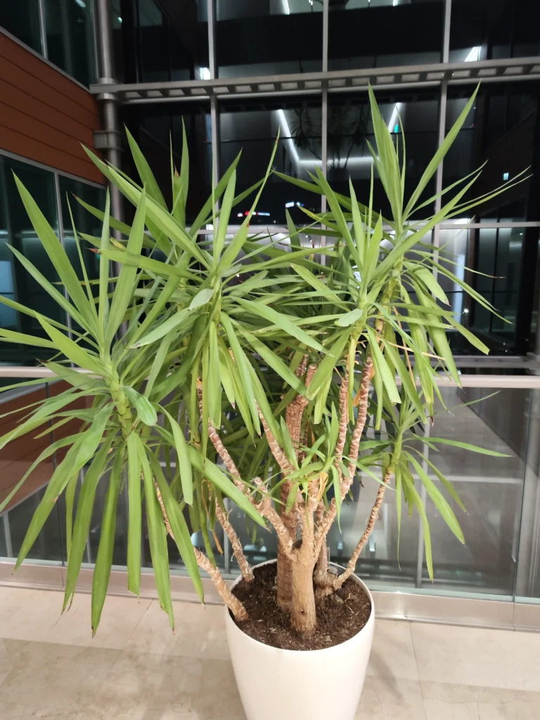 Yucca de interior matură, cu aspect sănătos, parte a colecției de plante dintr-o clădire de birouri.