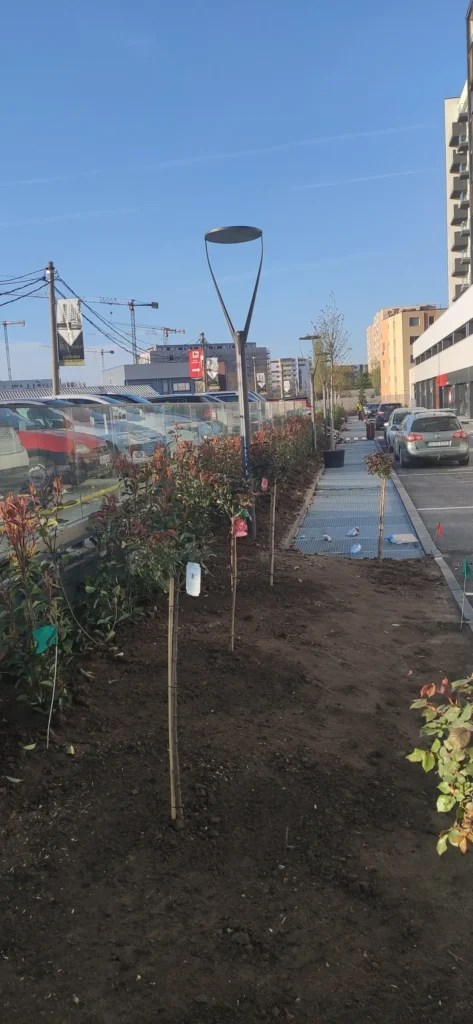Aliniament mixt arbuști decorativi lângă parcare, proiect Verdara