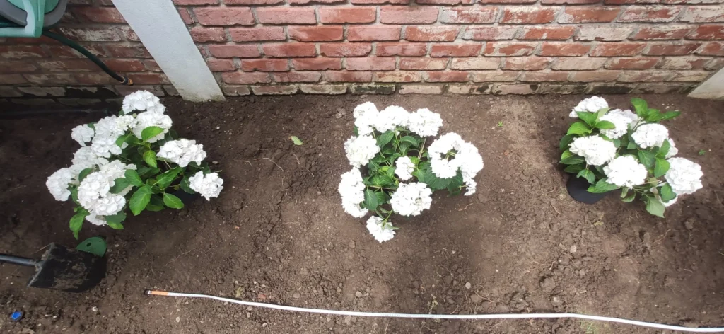 Hortensii albe în ghivece așteptând plantarea în cadrul proiectului de amenajare grădină Verdara Solutions.
