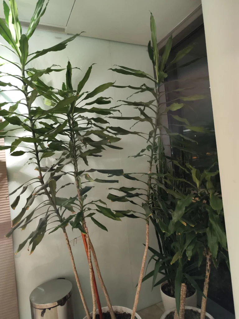 Plante decorative Dracaena utilizate pentru amenajarea unui spațiu de birou, întreținute regulat de Verdara Solutions.