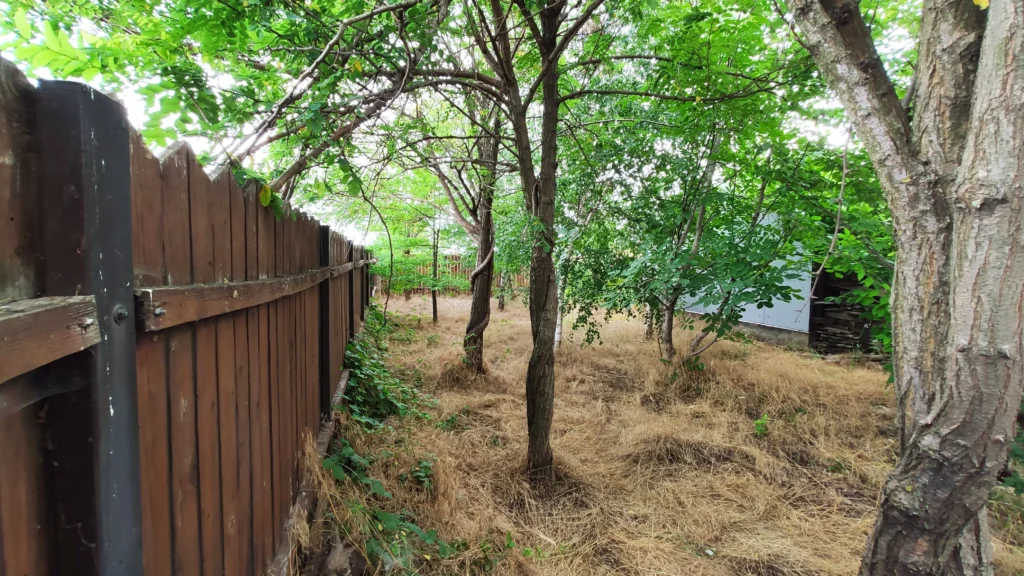 Grădină cu zone neîngrijite, inclusiv vegetație uscată sub copaci, înainte de reabilitarea peisagistică Verdara.