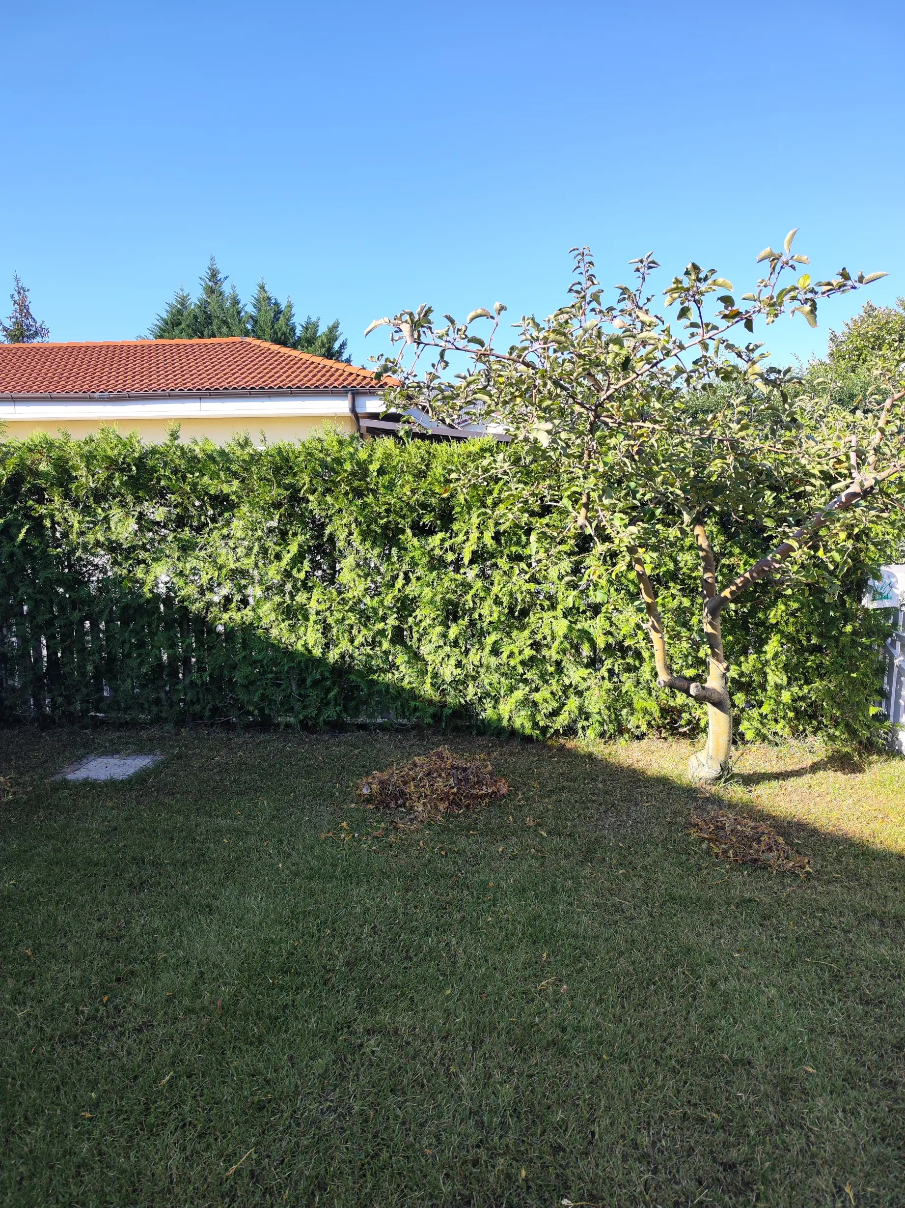 Grădină cu gazon și gard viu de thuja brabant în proces de curățenie