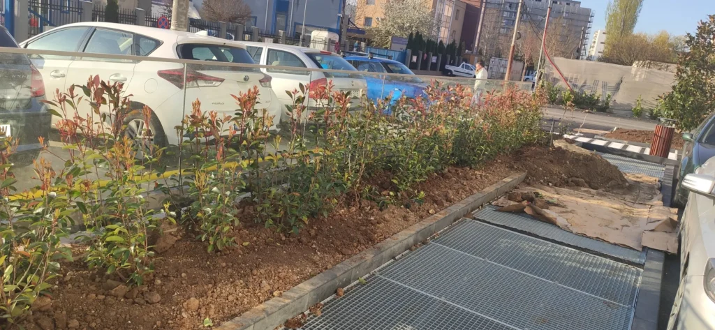 Aliniament arbuști Photinia plantați de Verdara lângă parcare