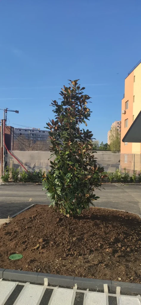 Magnolie Grandiflora în scuar înainte de montarea rulourilor de gazon