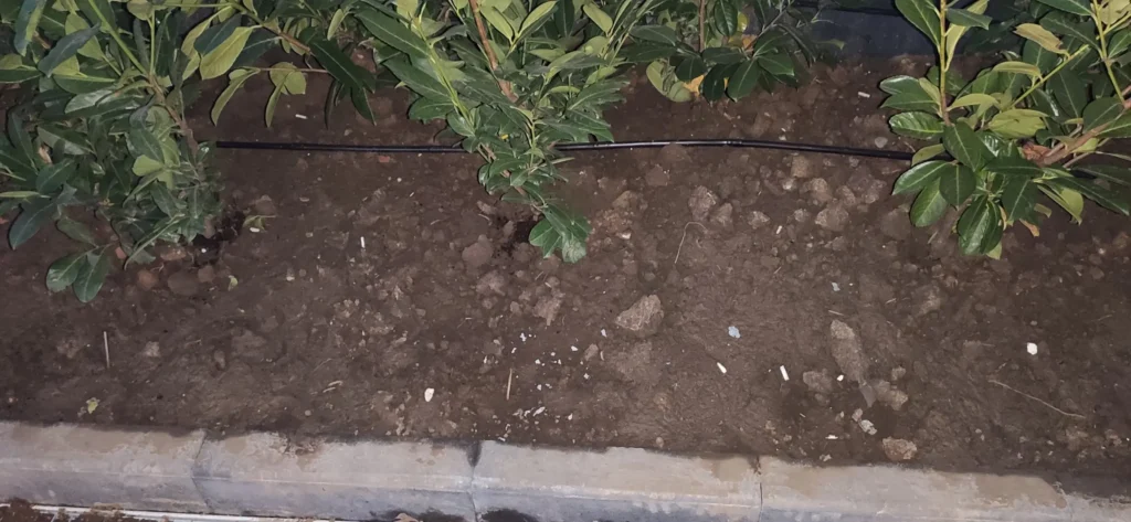 Sistem irigații prin picurare instalat de Verdara la baza arbuștilor