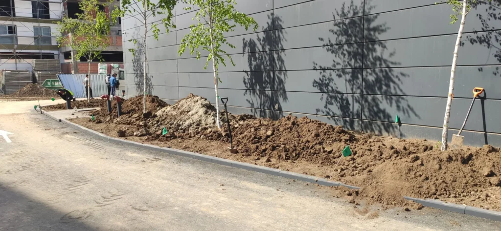 Plantare mesteceni și modelare teren, muncitori în acțiune, proiect Verdara