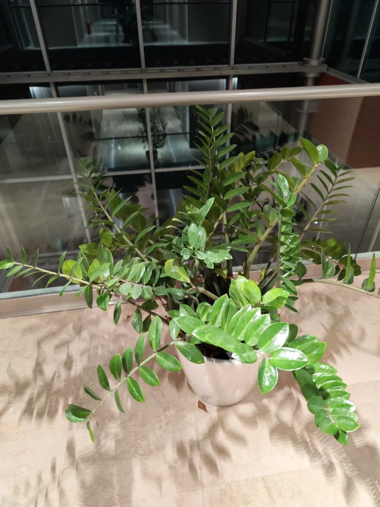 Zamioculcas zamiifolia într-un spațiu luminos de birou