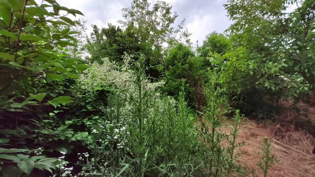 Grădină rezidențială cu vegetație sălbatică și buruieni, necesitând defrișare și curățare, înainte de reabilitare.