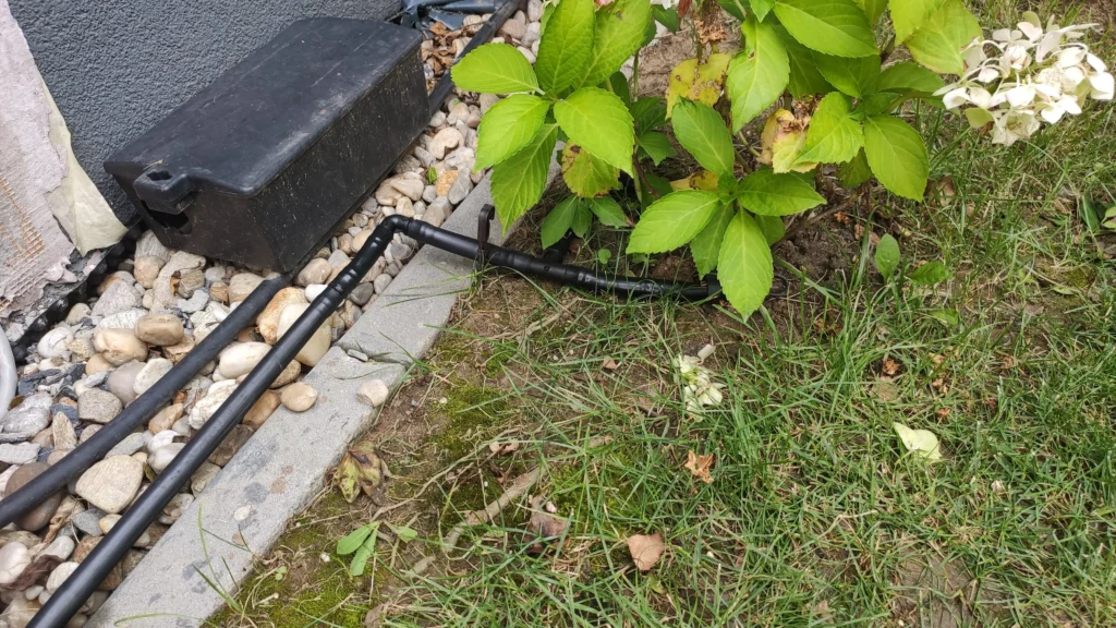 Linie picurare pentru irigarea unei tufe de hortensie în grădină