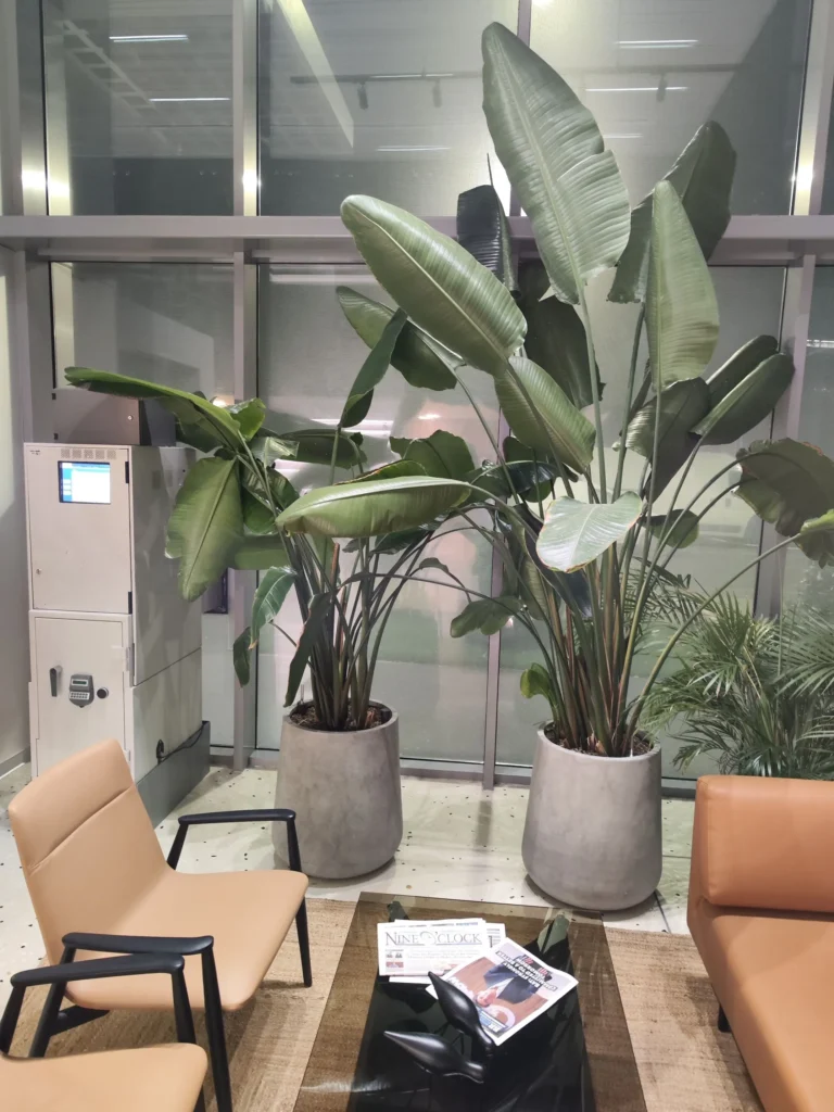 Strelitzia Nicolai: eleganță tropicală, frunziș spectaculos și un impact vizual impresionant Strelitzia Nicolai: eleganță tropicală, frunziș spectaculos și un impact vizual impresionant