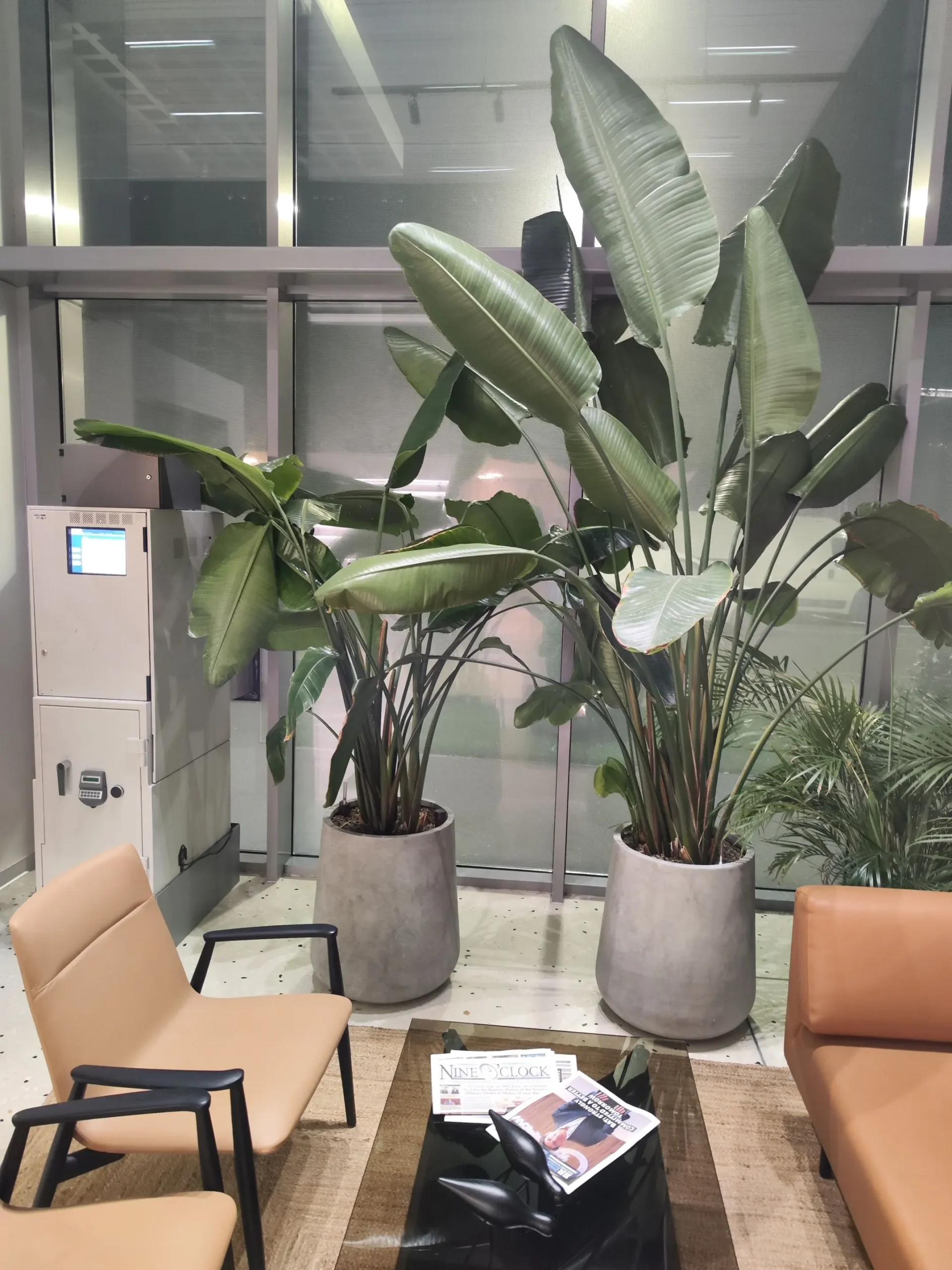 Plante de interior Strelitzia Nicolai cu frunze mari, utilizate în amenajarea recepției de birouri.